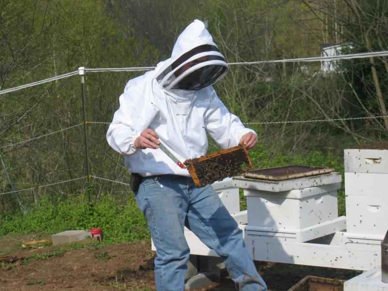 bees Christ