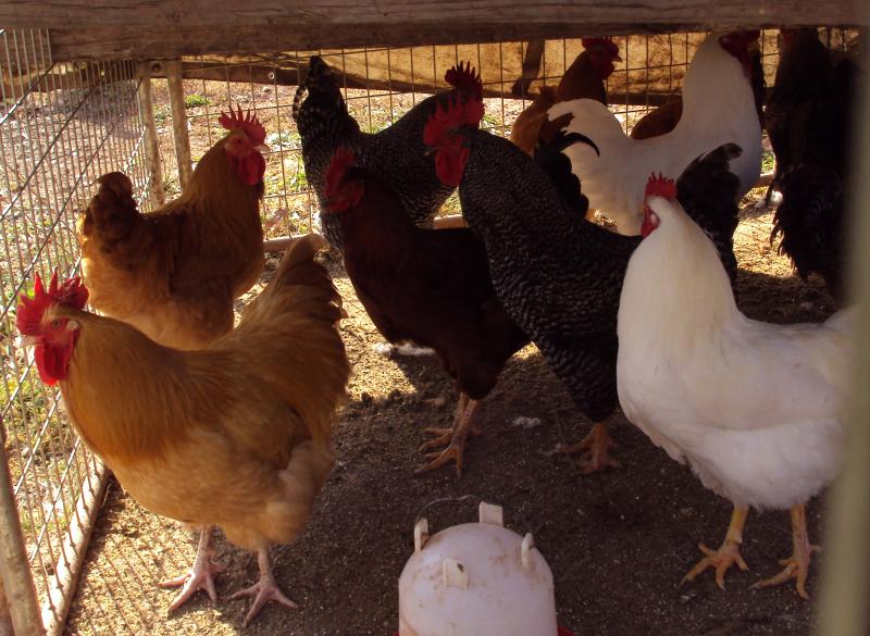 roosters